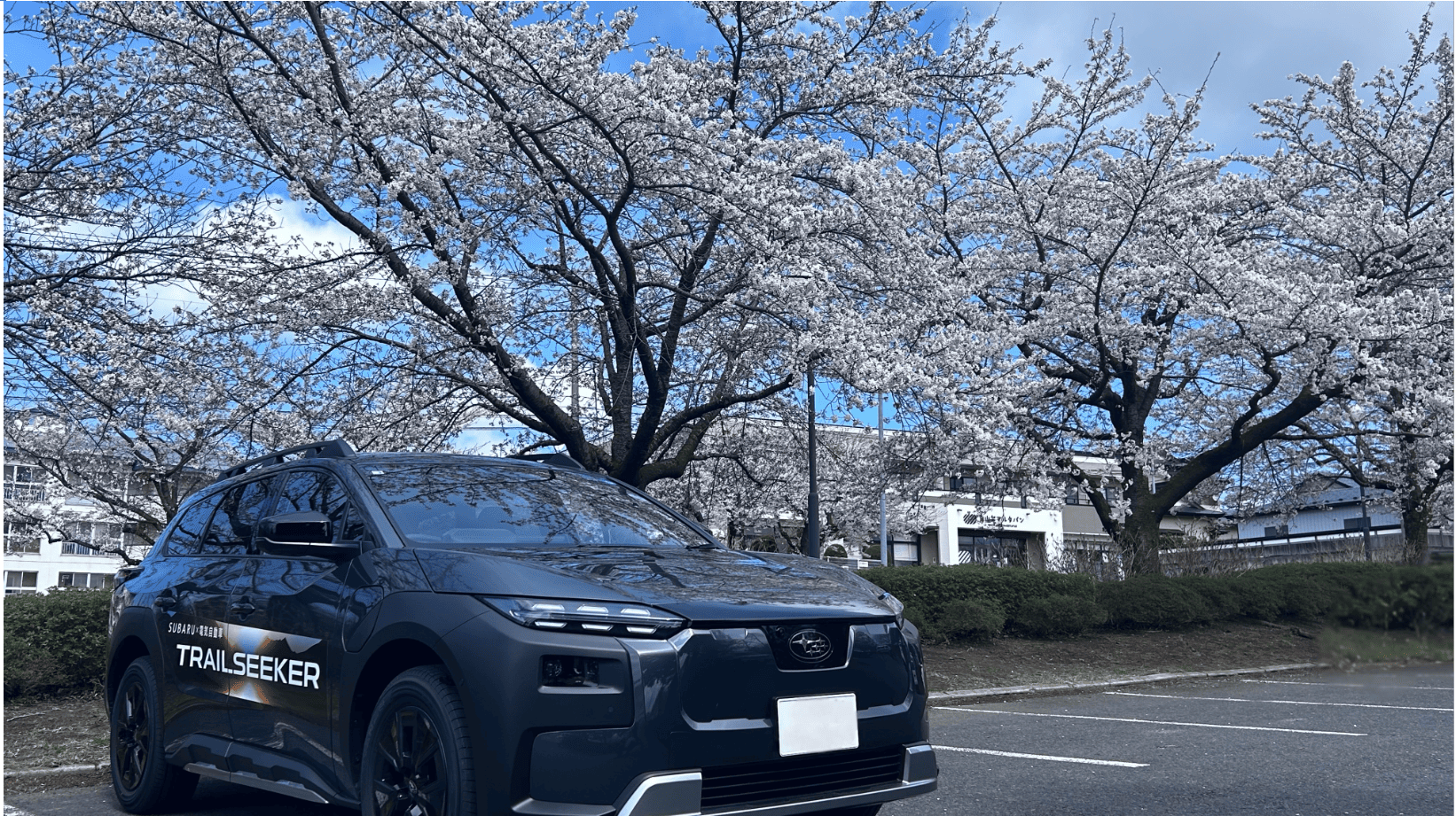 sakuratotoreiruseeker (1)